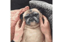 Pug Dog GIF - Pug Dog Massage GIFs