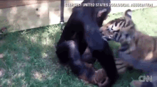 Unlikely Friends Have Fun GIF - Chimp Tiger Animals GIFs