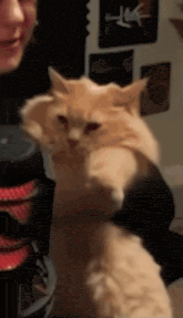 a person is holding a cat in their arms and the cat has red eyes