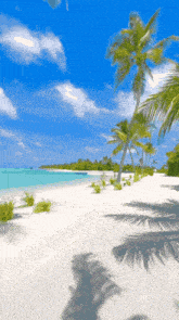 a white sandy beach with palm trees and a blue sky