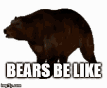 Bear Bear Love GIF - Bear Bear Love Walking GIFs