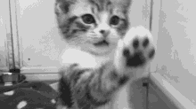 Cat Cute GIF - Cat Cute Pet GIFs
