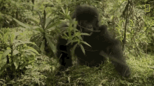 Fall Down Mountain Gorillas Survival Dian Fosseys Legacy Lives On GIF - Fall Down Mountain Gorillas Survival Dian Fosseys Legacy Lives On Short Film Showcase GIFs