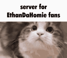 Ethan Da Homie Cat Nodding GIF