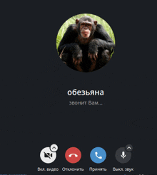 a picture of a chimpanzee in a circle with the name obezyana