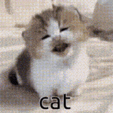 a brown and white kitten is laying on a bed with its mouth open and the word cat written on it .