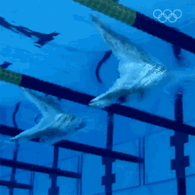 Swimming Olympics GIF - Swimming Olympics Swimmers GIFs