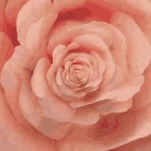 Rose Petals GIF - Rose Petals GIFs