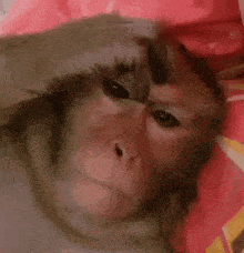 a close up of a monkey laying on a bed with its hand on its head .