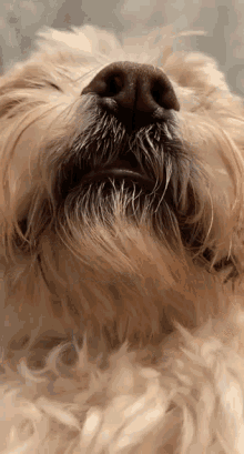 Dog Stare Cute Dog GIF
