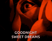 sweet dreams roses red rose goodnight flowers