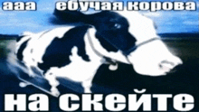 a black and white cow is riding a skateboard with the words " aaa ebuyaa kopova " in the background