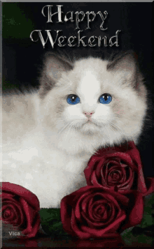 happy weekend cat cute pet rose