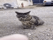 a cat is sitting on the ground next to a car and looking at the camera .