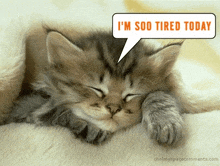 Tired Cat GIF - Tired Cat Today GIFs