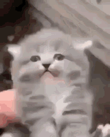 Cat Screaming For Hes Life GIF