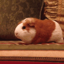 a brown and white stuffed guinea pig is sitting on a couch
