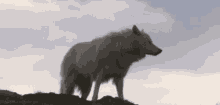 Wolf Howl GIF - Wolf Howl Animal GIFs
