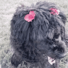 Miss Lou GIF - Miss Lou Dogs GIFs