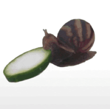 a snail is sitting on top of a slice of cucumber with the words cucumber written below it .