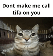 a cat is looking at the camera with the words `` dont make me call tifa on you '' written above it .
