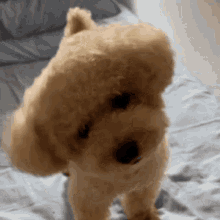 Comet Dog Dog GIF - Comet Dog Dog Curious GIFs