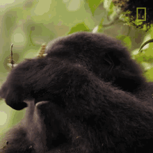 gorilla encounter
