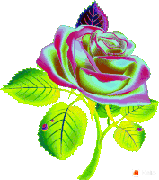 गुलाब फूल Sticker - गुलाब फूल रंगीन Stickers