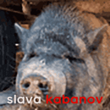 kabanov schneeland sex russia roblox