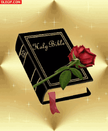 Holy Bible Book GIF - Holy Bible Book God GIFs