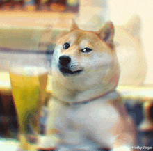 Doge Dogecoin GIF - Doge Dogecoin Drunk GIFs