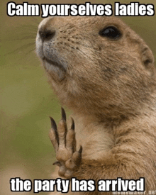 a picture of a prairie dog with a caption that says calm yourselves ladies the party has arrived