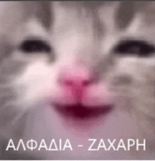a close up of a cat 's face with a pink nose and the words zaxaph on the bottom