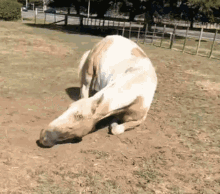 crazy dust horse