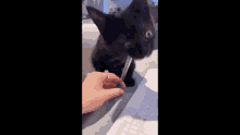 Cat Black Puaj GIF - Cat Black Puaj GIFs