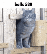 a cat is looking out of a wooden door with the words balls 580 written above it