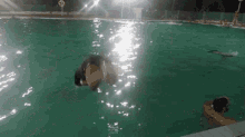 Splashing Water Jump GIF