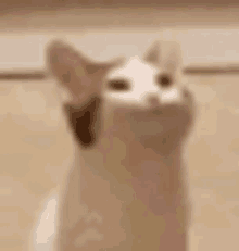 Popping Popping Cat GIF - Popping Popping Cat Pop GIFs