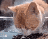 Cat Sped Up Low Quality Cute Cat GIF - Cat Sped Up Low Quality Cute Cat GIFs