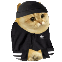Catcoin Cat Meme Sticker - Catcoin Cat Meme Cat Memes Stickers