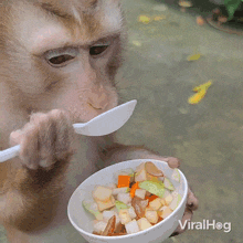 Monkey Eating Viralhog GIF - Monkey Eating Monkey Viralhog GIFs