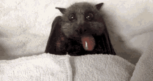 Hungry Beautiful Baby Bat GIF - Bat Cute Eating GIFs