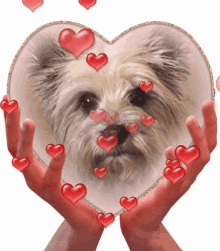 Cairn Cairn Terrier GIF - Cairn Cairn Terrier Doghearts GIFs