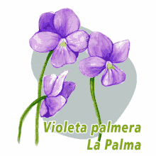 La Palma Violeta Palmera GIF - La Palma Violeta Palmera Viola Palmensis GIFs