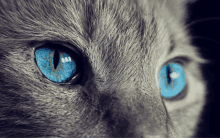 Cat Blue Eyes GIF - Cat Blue Eyes Evil Eyes GIFs
