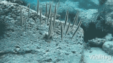 razor fish viralhog undersea underwater life