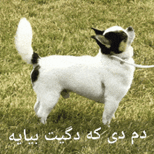a small white dog on a leash is standing in the grass with arabic writing behind it
