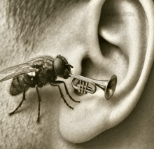 a fly playing a trumpet in a man 's ear