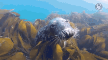 Whats Up Curious GIF - Whats Up Curious Water Dog GIFs