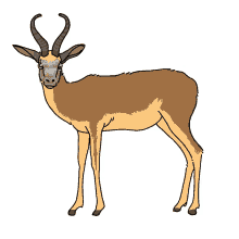 springbok antelope